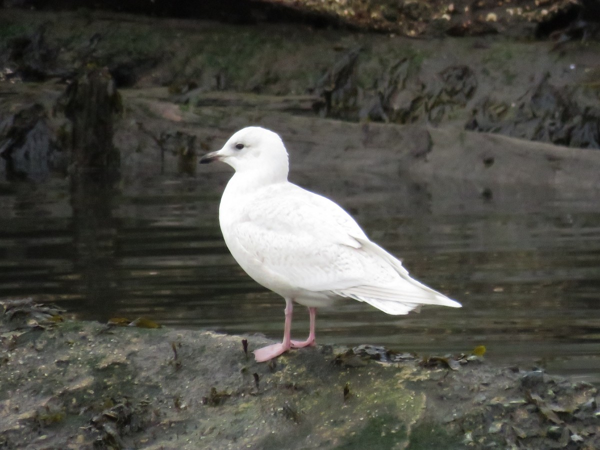 Iceland Gull - ML530471971