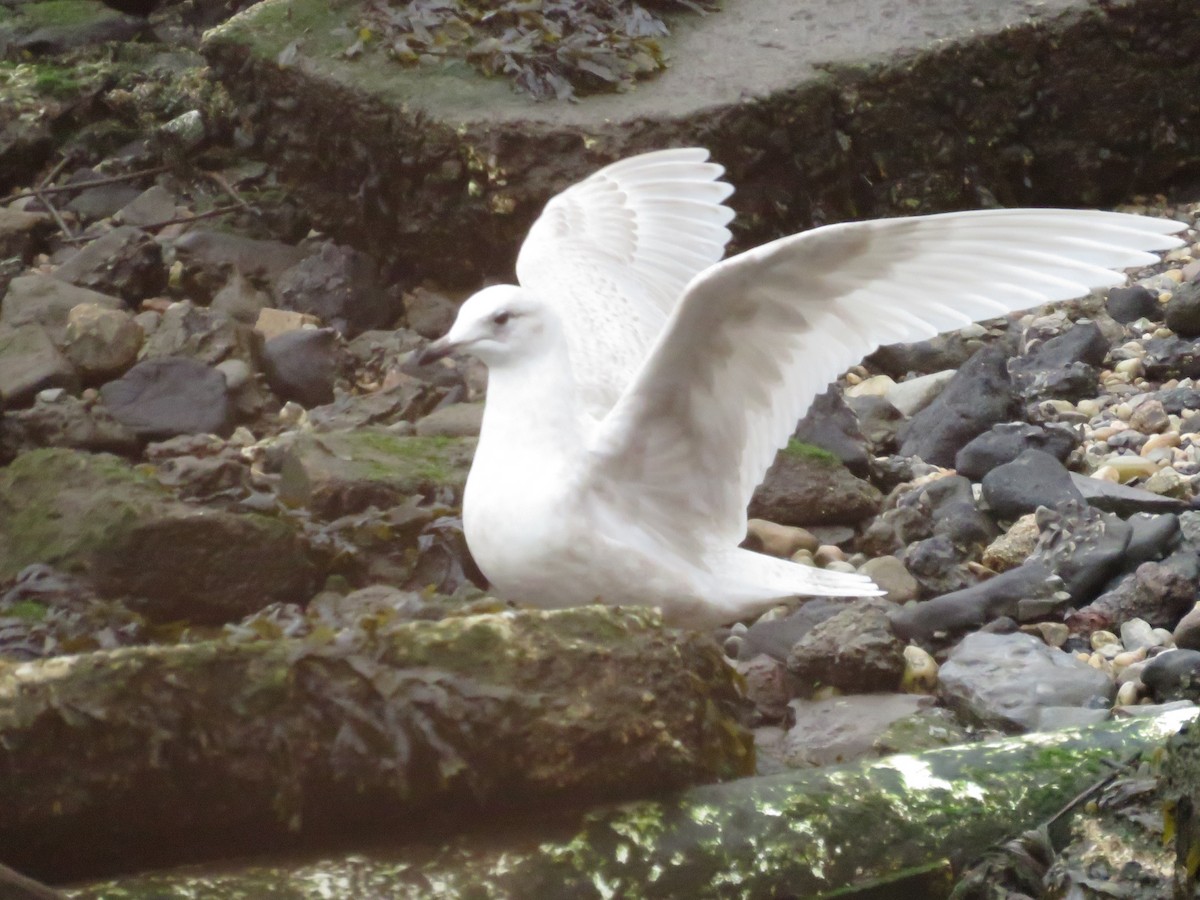 Iceland Gull - ML530471981