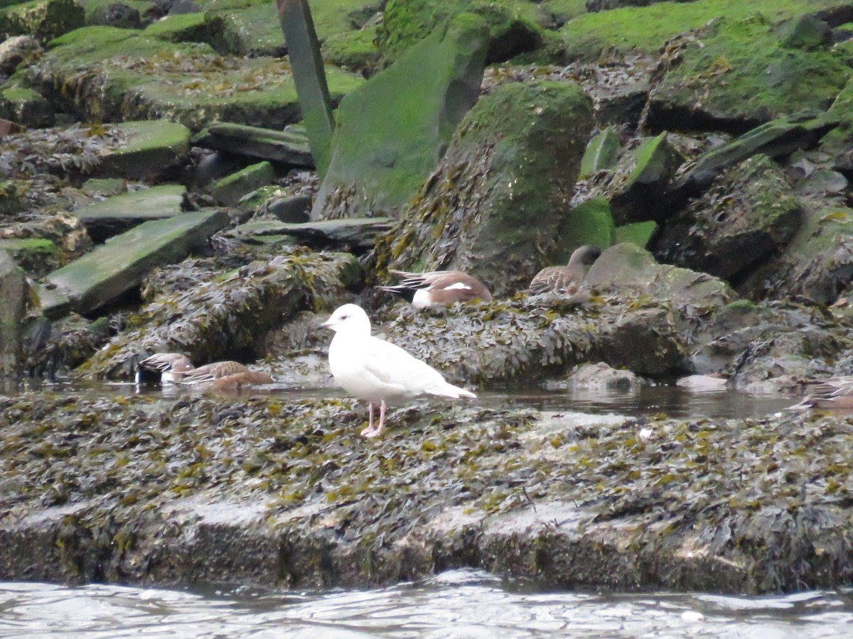 Iceland Gull - ML530471991