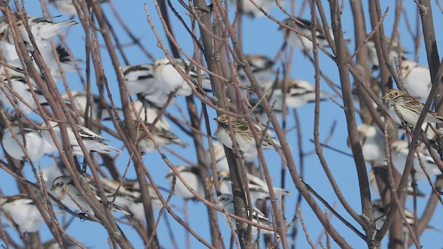 Lapland Longspur - ML530472141