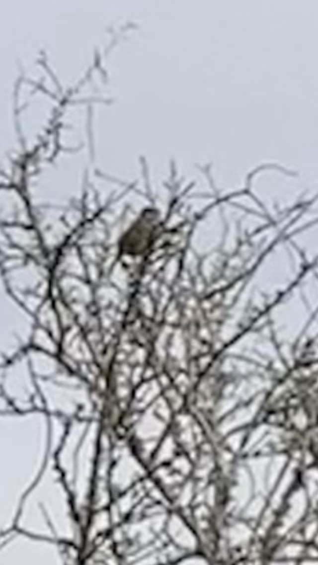 White-crowned Sparrow - ML530472411