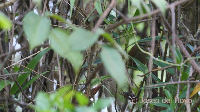 White-browed Spinetail - ML530472531