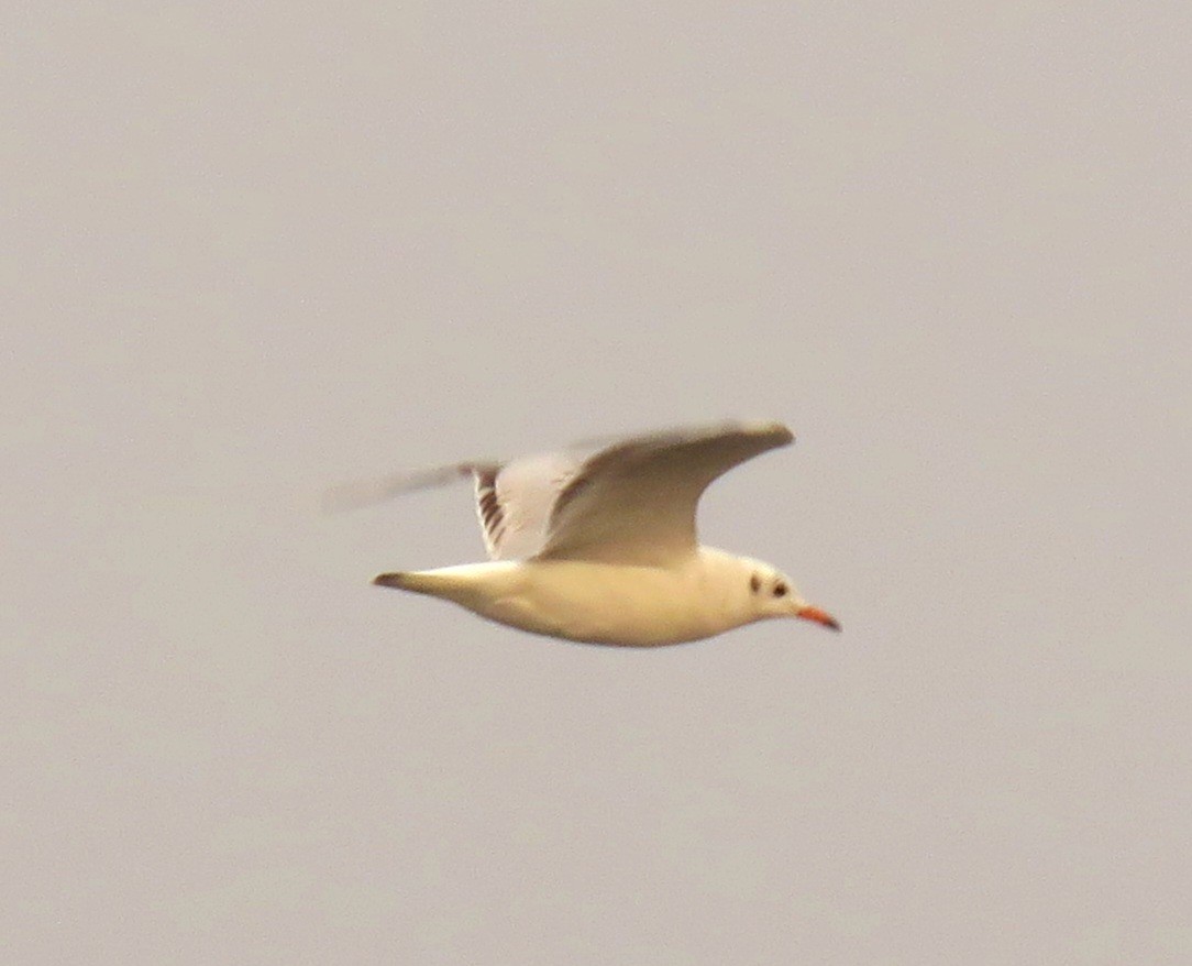 Black-headed Gull - ML530472681