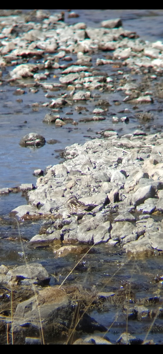 Solitary Snipe - ML530472871