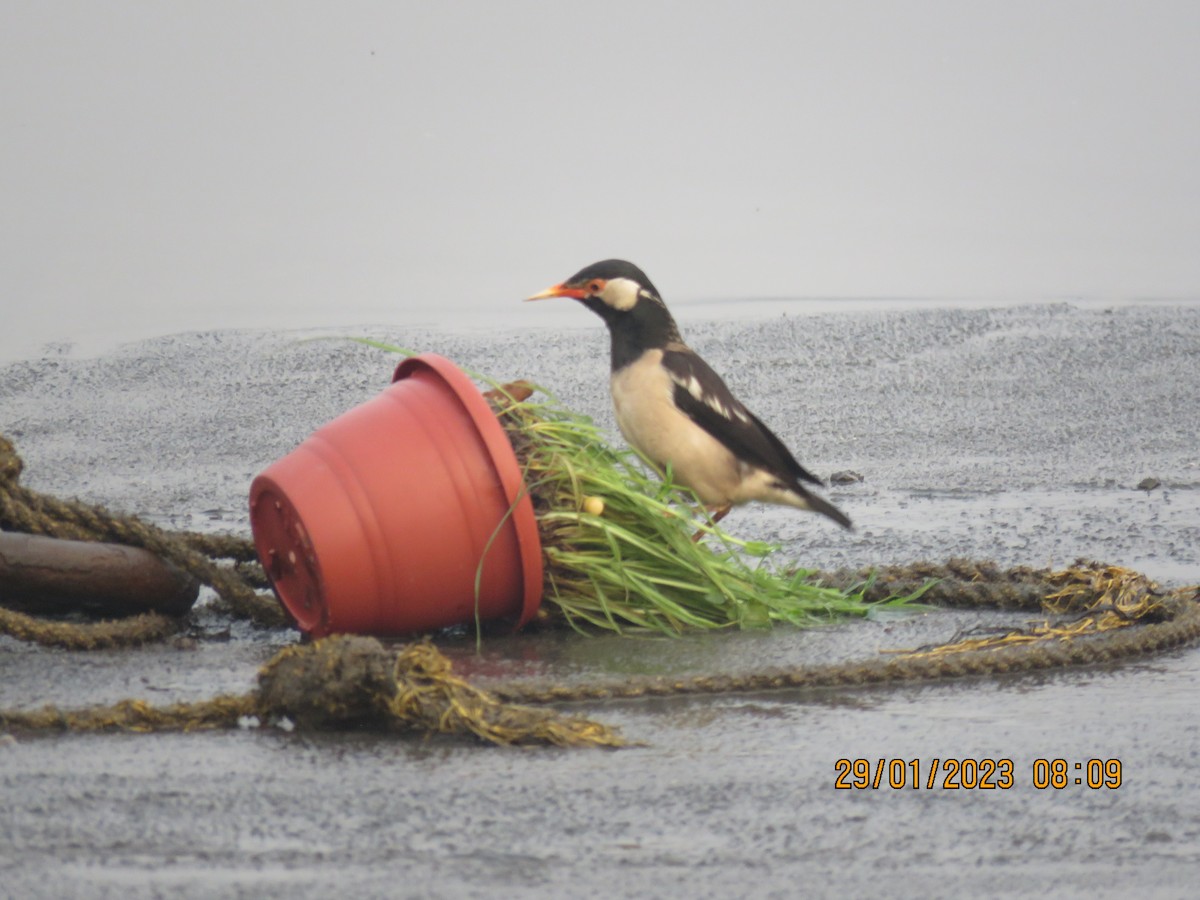 Indian Pied Starling - ML530473961