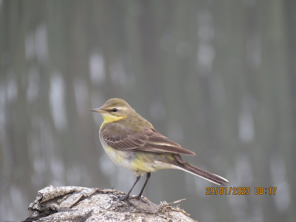 Western Yellow Wagtail - ML530474011