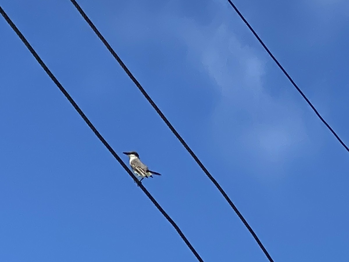 Gray Kingbird - ML530474641