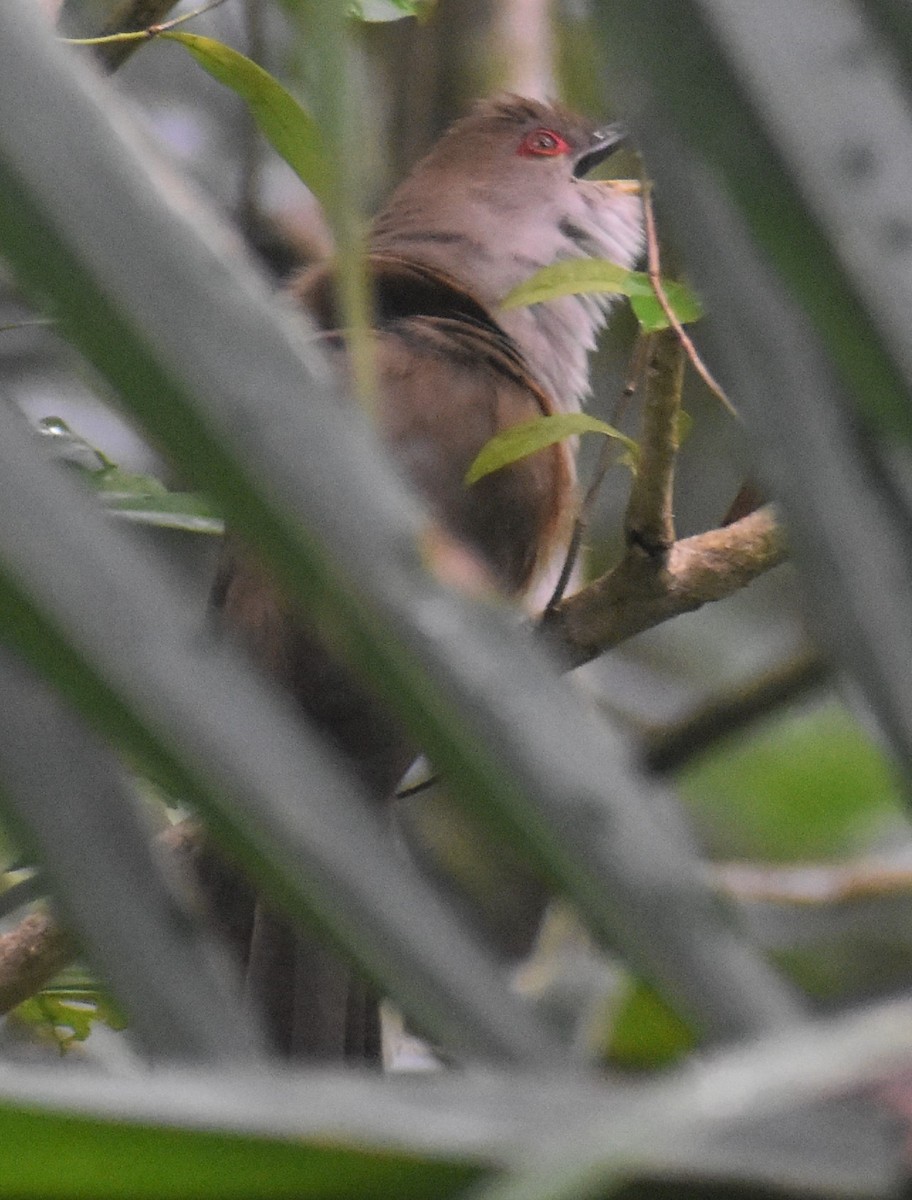 Puerto Rican Lizard-Cuckoo - ML530474761