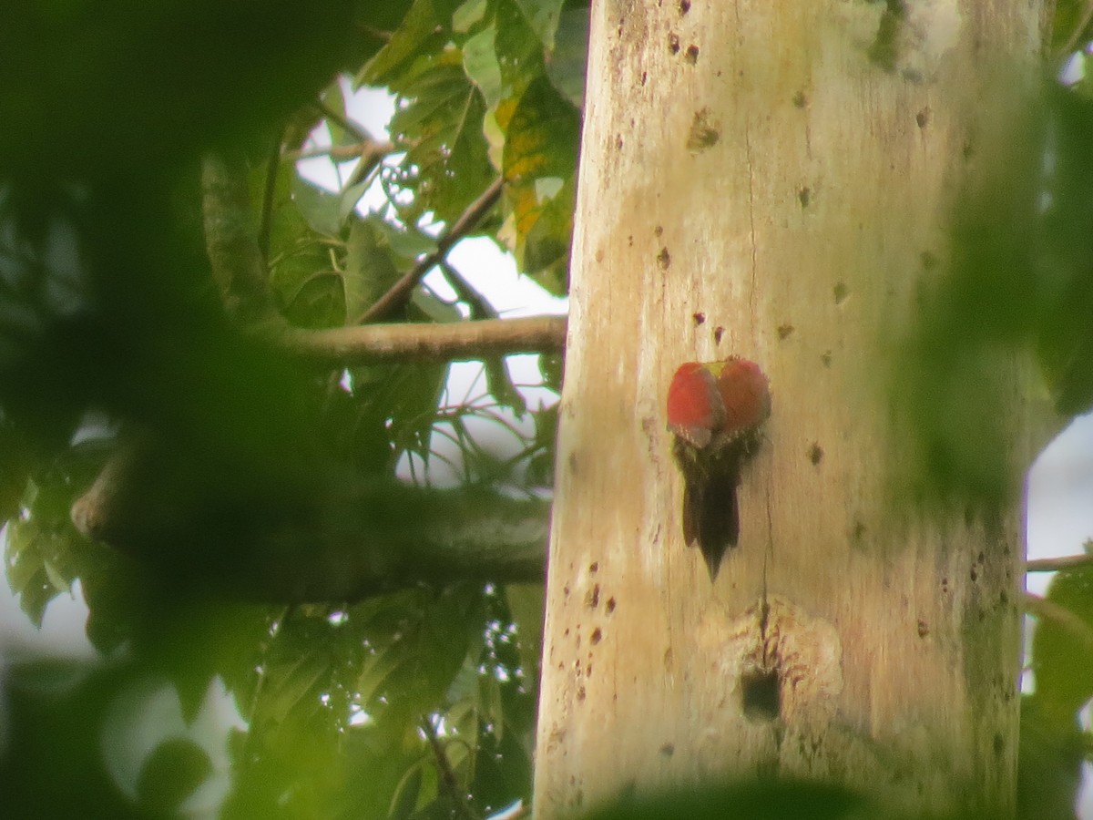 Banded Woodpecker - ML530474871