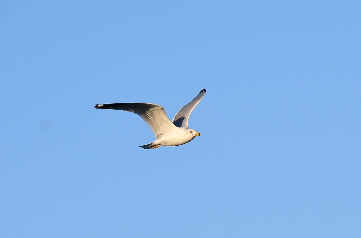 Ring-billed Gull - ML530475721