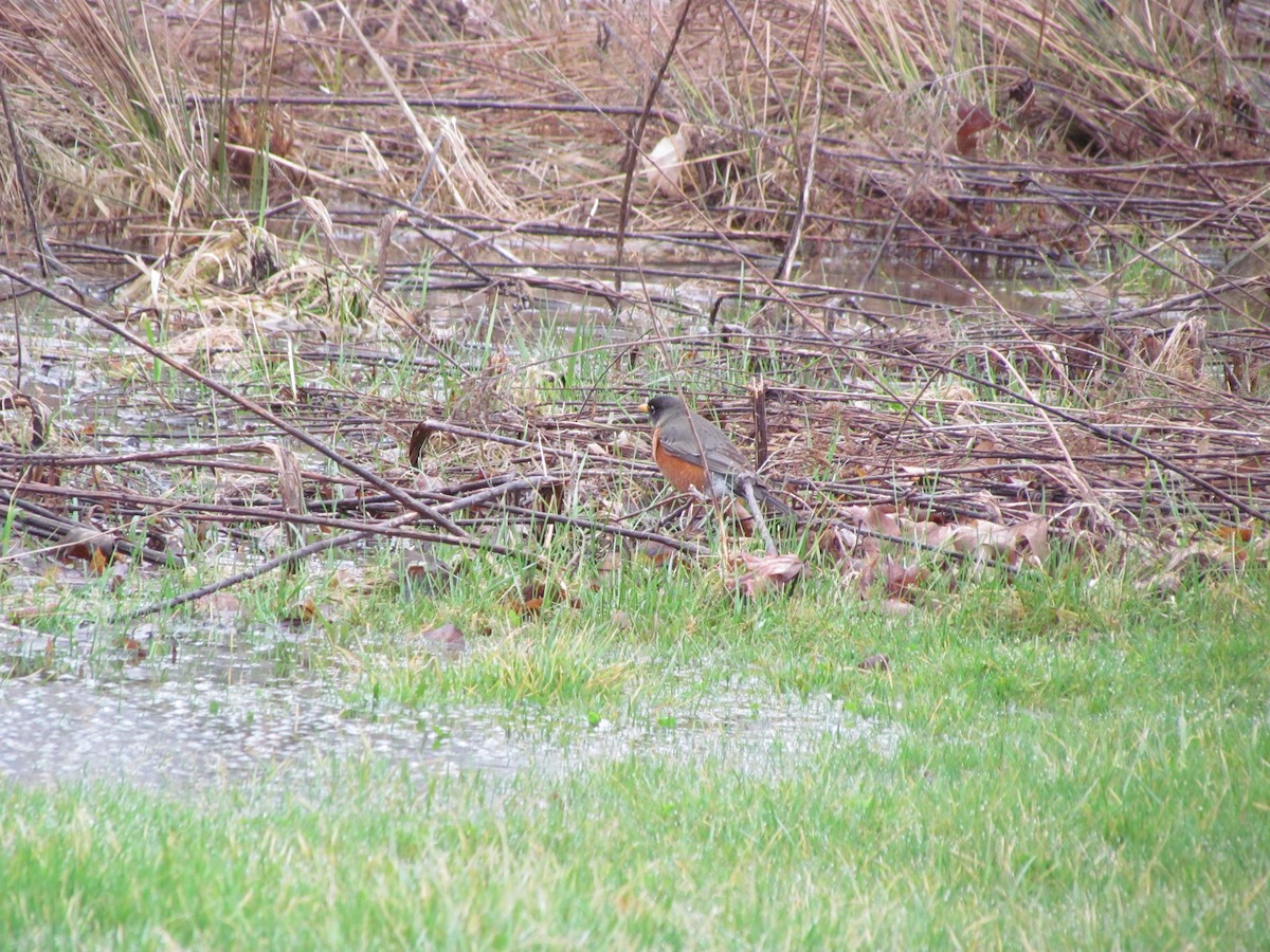 American Robin - ML53047631