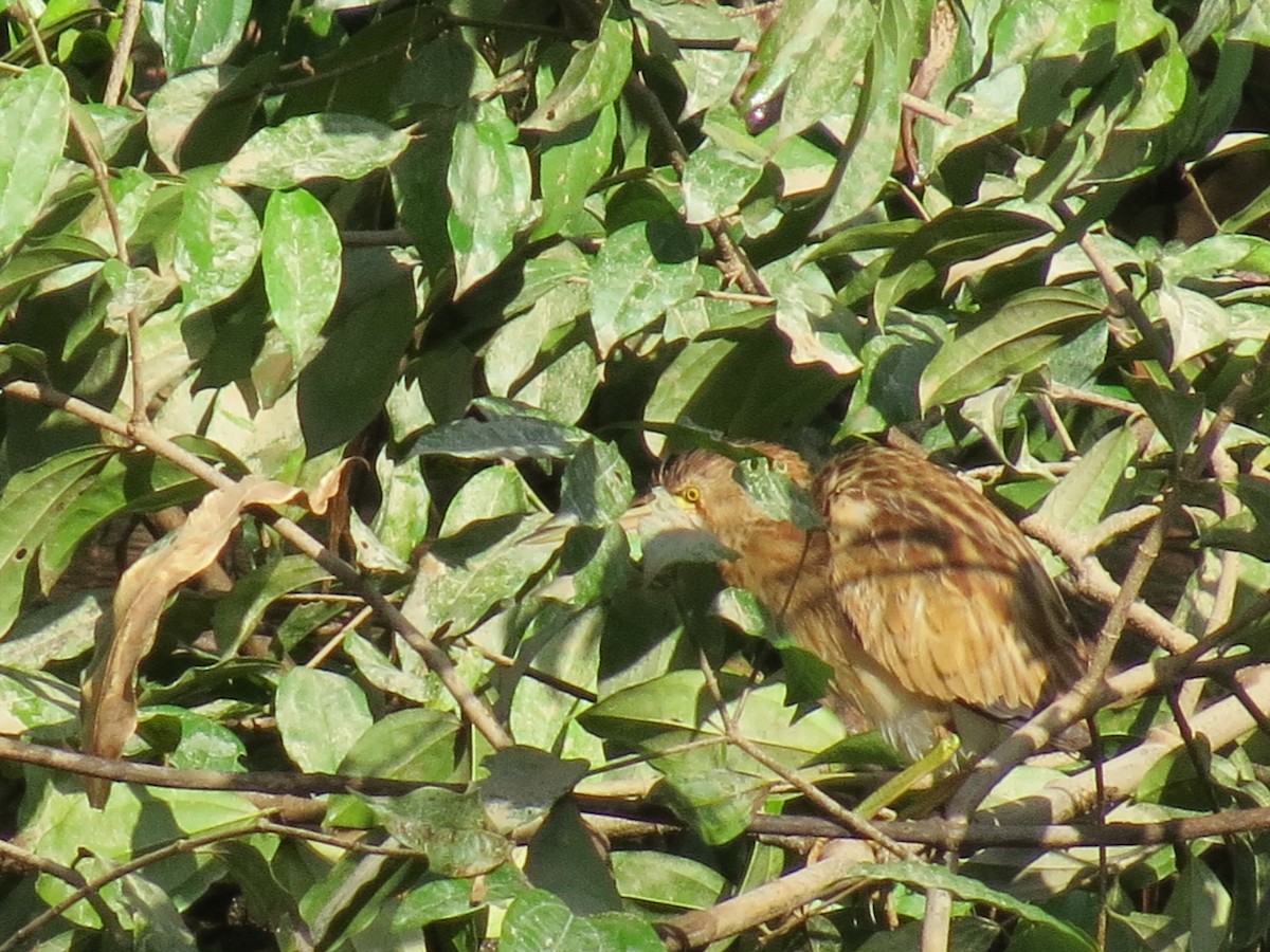 Yellow Bittern - ML530476471