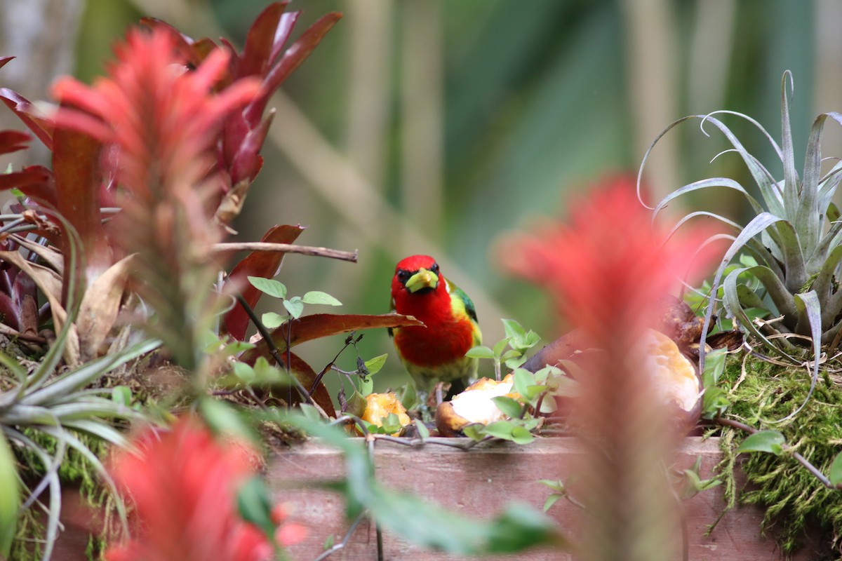 Red-headed Barbet - Michael Ward