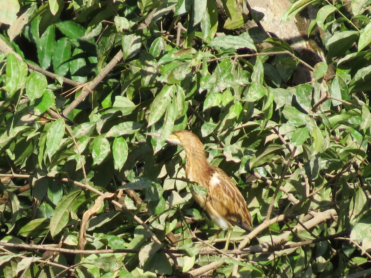 Yellow Bittern - Mick Mellor