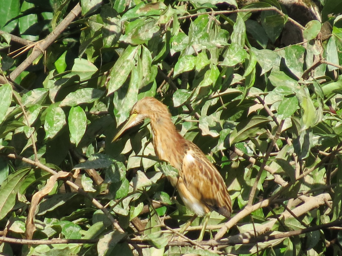 Yellow Bittern - ML530476651