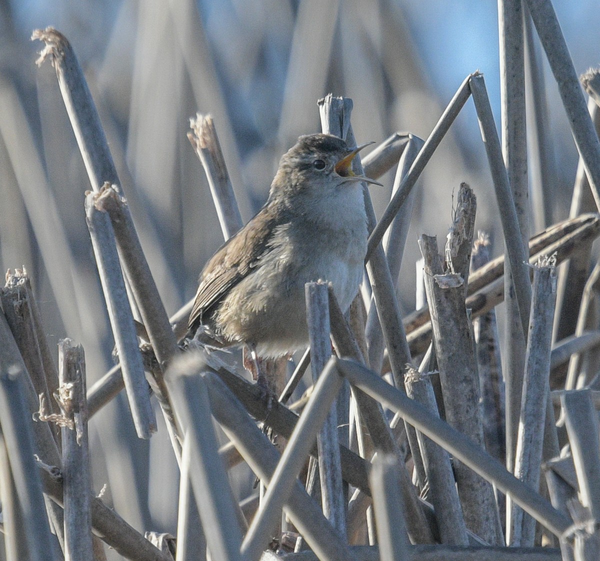 Marsh Wren - ML530477301