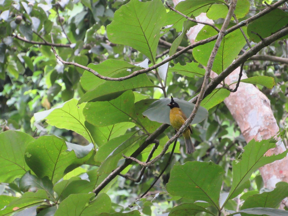 Black-crested Bulbul - ML530477391