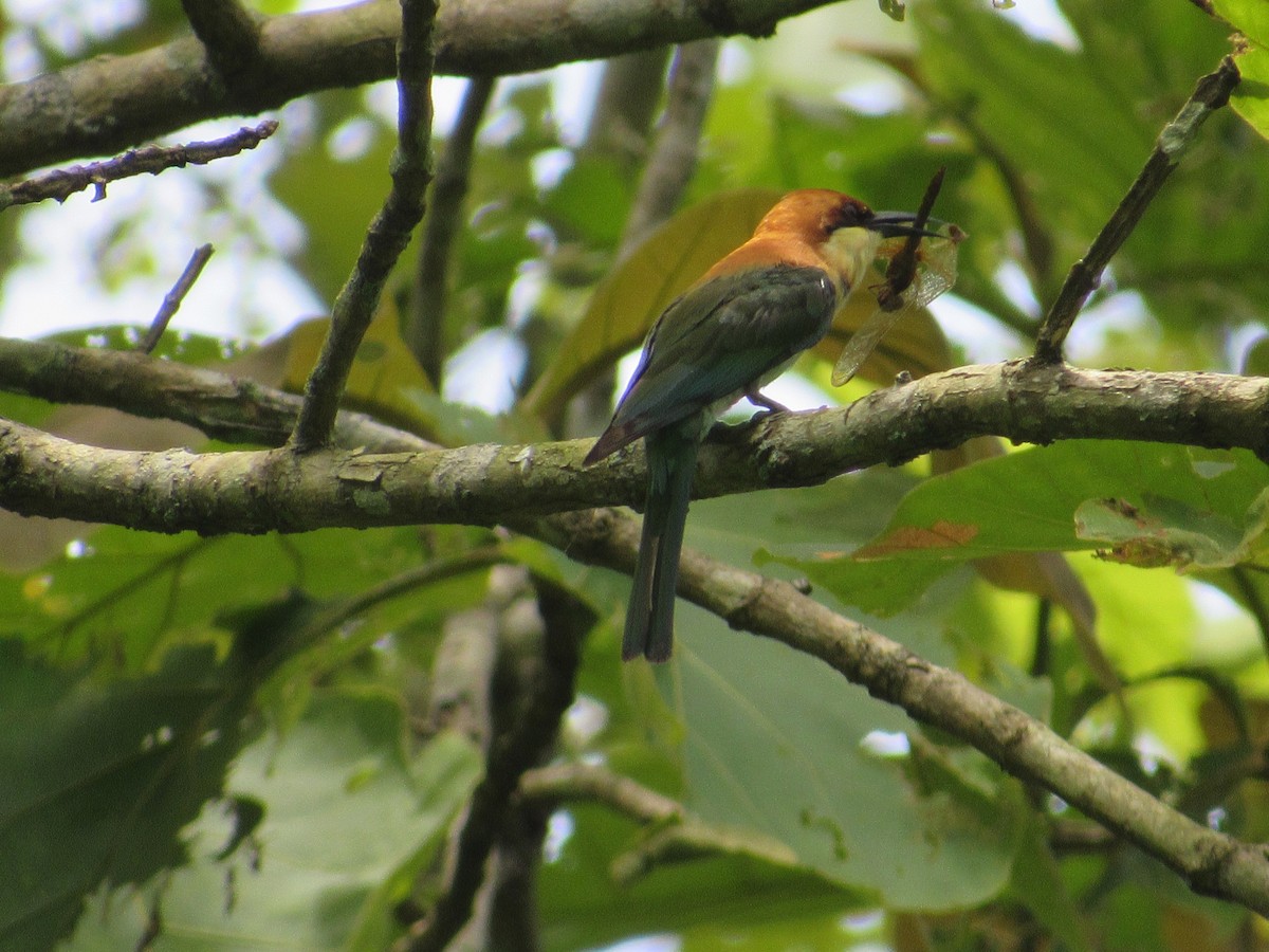 Chestnut-headed Bee-eater - ML530477451