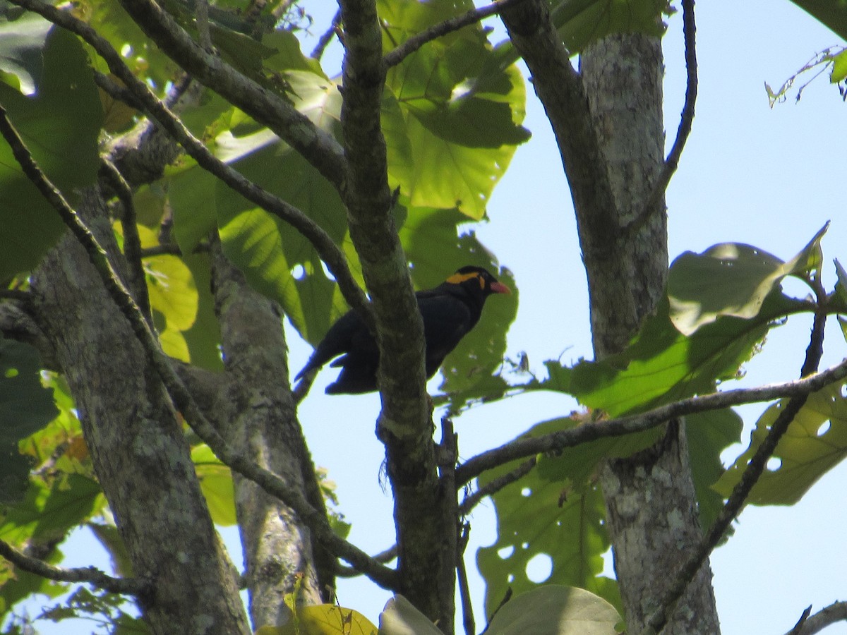 Common Hill Myna - ML530477761