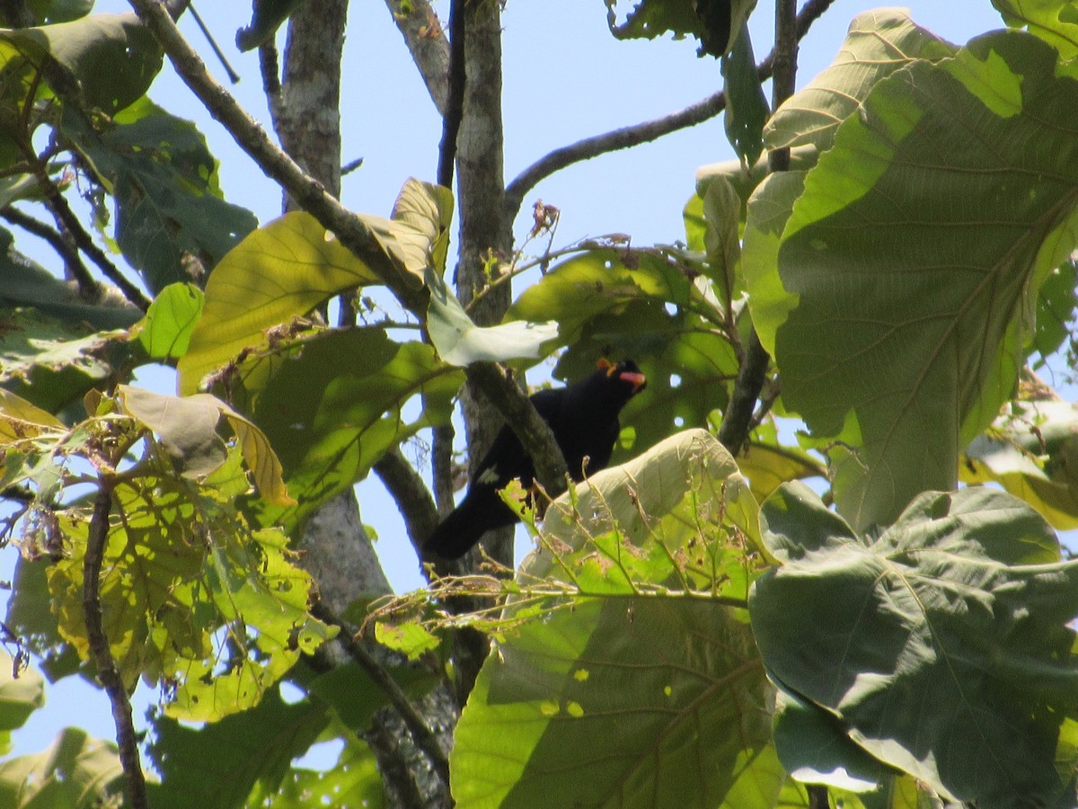 Common Hill Myna - ML530477771