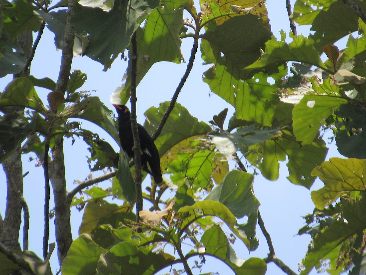 Common Hill Myna - ML530477781