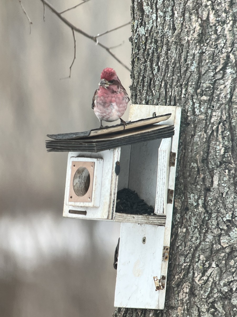 Purple Finch - Josh Vaughn