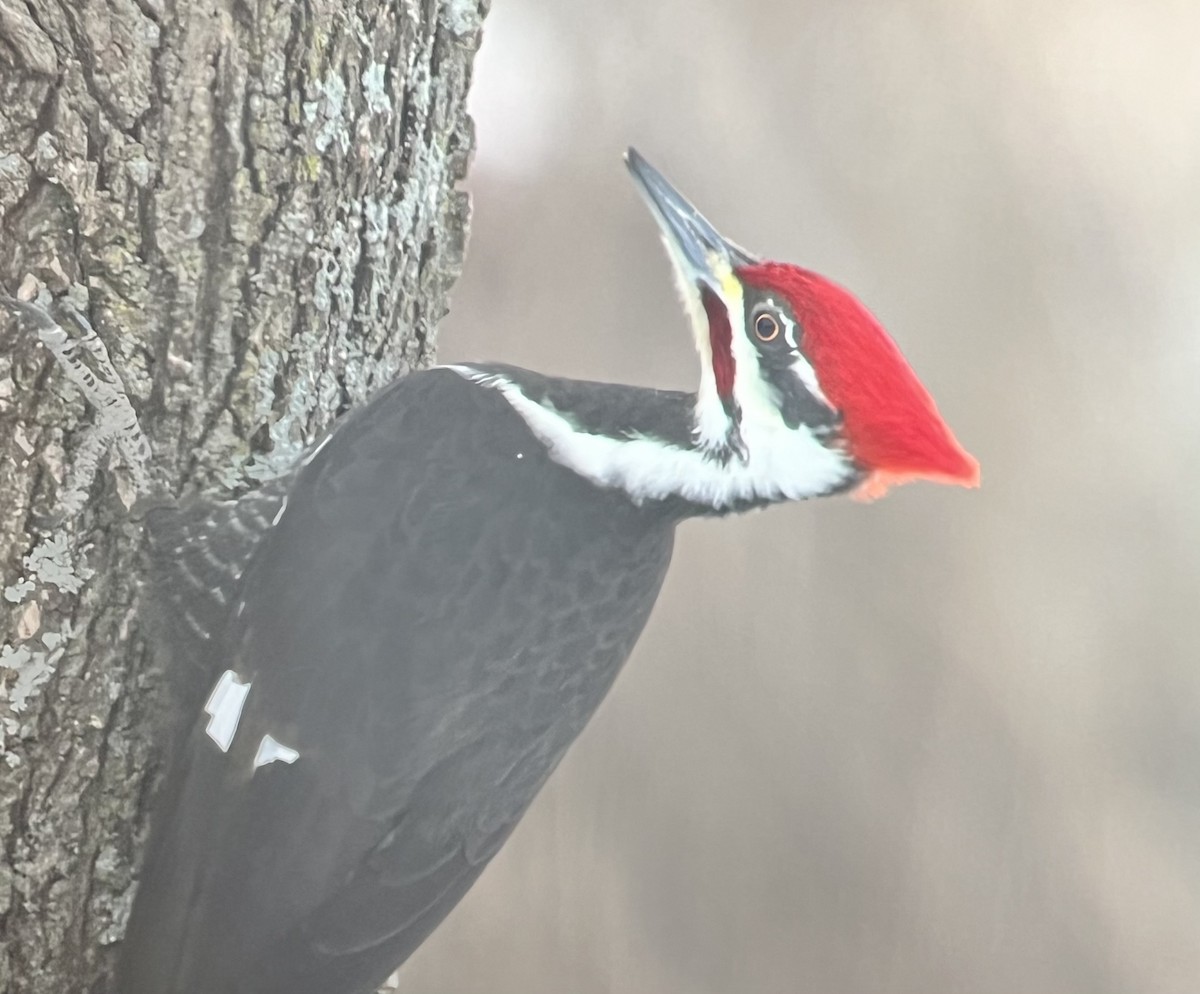 Pileated Woodpecker - ML530479581