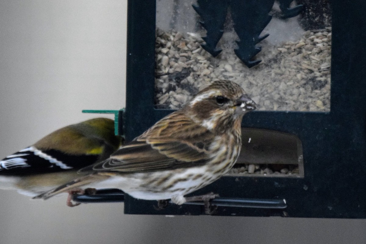 Purple Finch - ML530480361