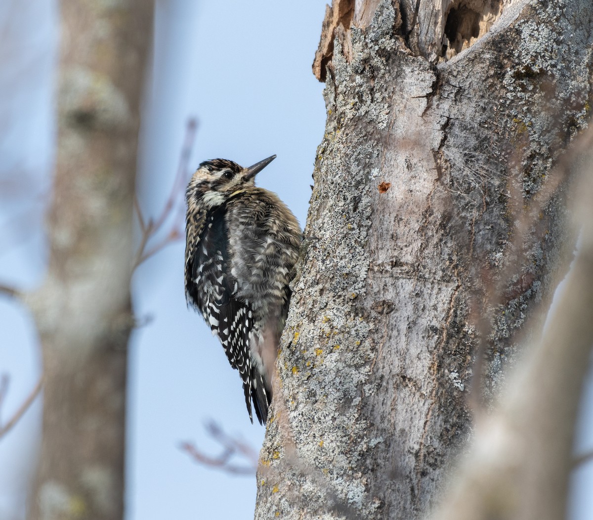 Yellow-bellied Sapsucker - Kenta Togo