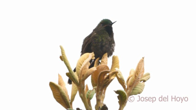 kolibřík perijský - ML530481151