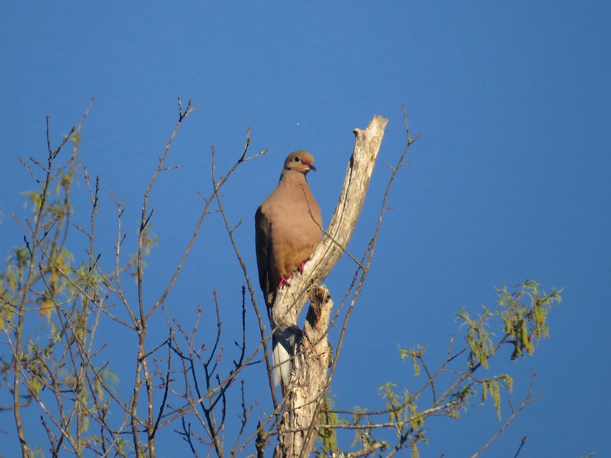 Mourning Dove - ML53048151