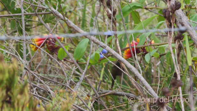kolibřík perijský - ML530481651