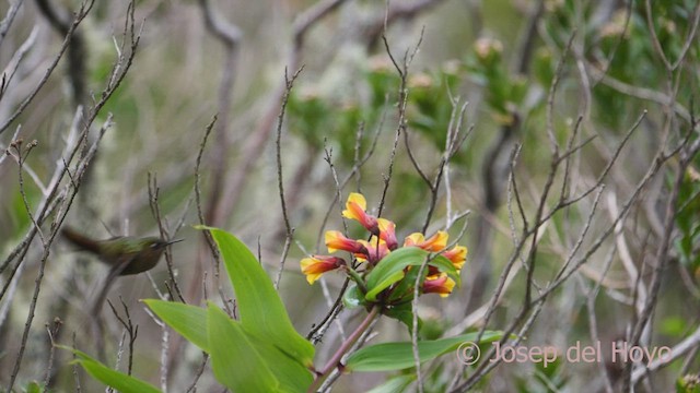 Perija Metaltail - ML530483651