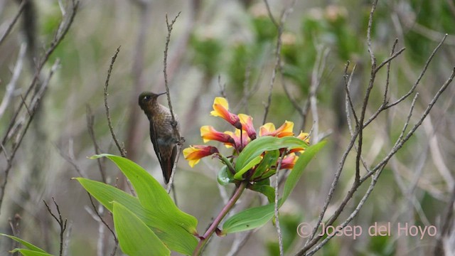 kolibřík perijský - ML530483971