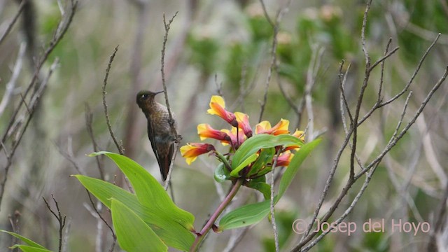 Perija Metaltail - ML530483971