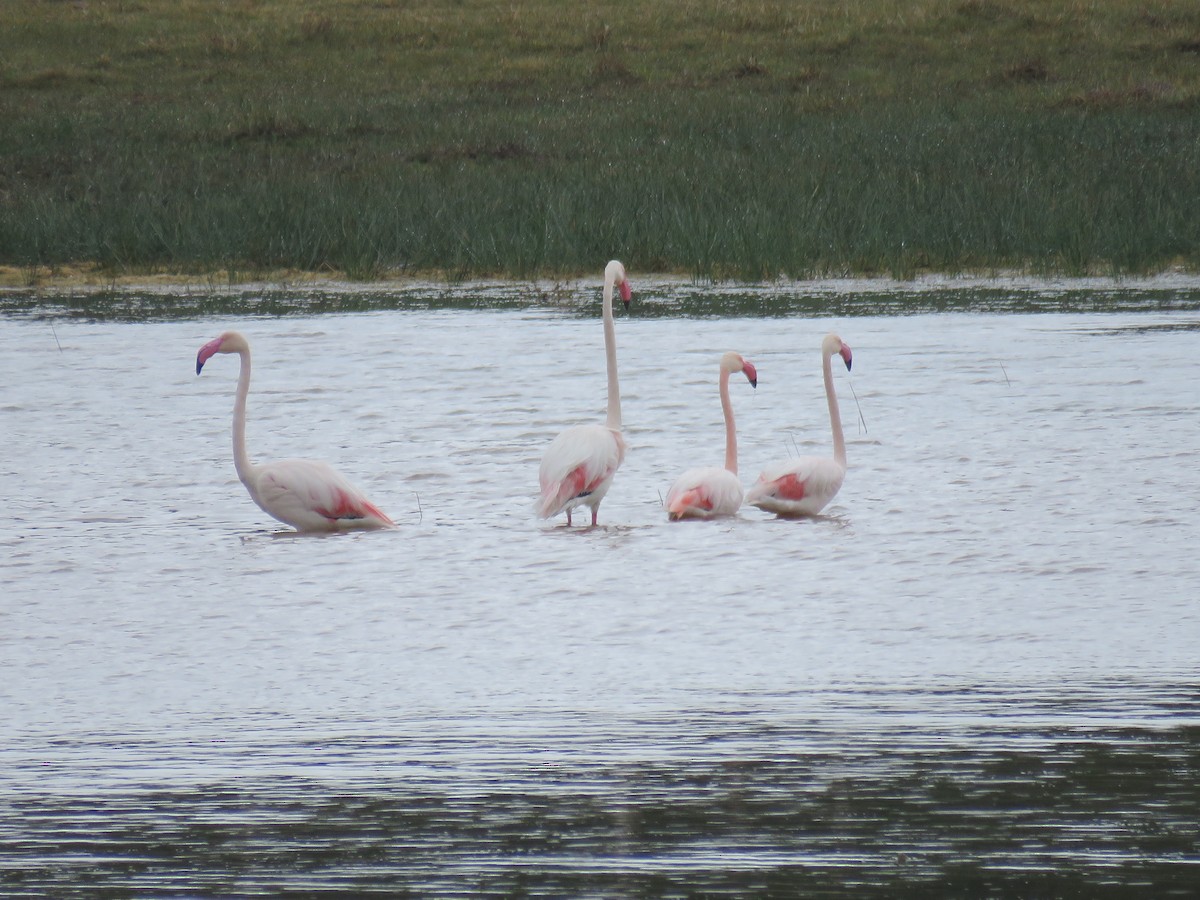 Ягаан нал - ML530483991