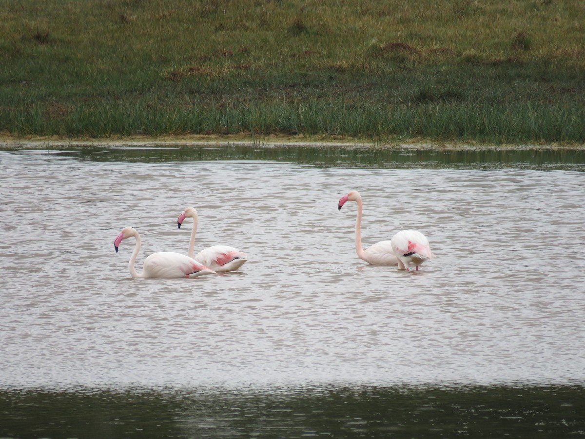 Ягаан нал - ML530484001