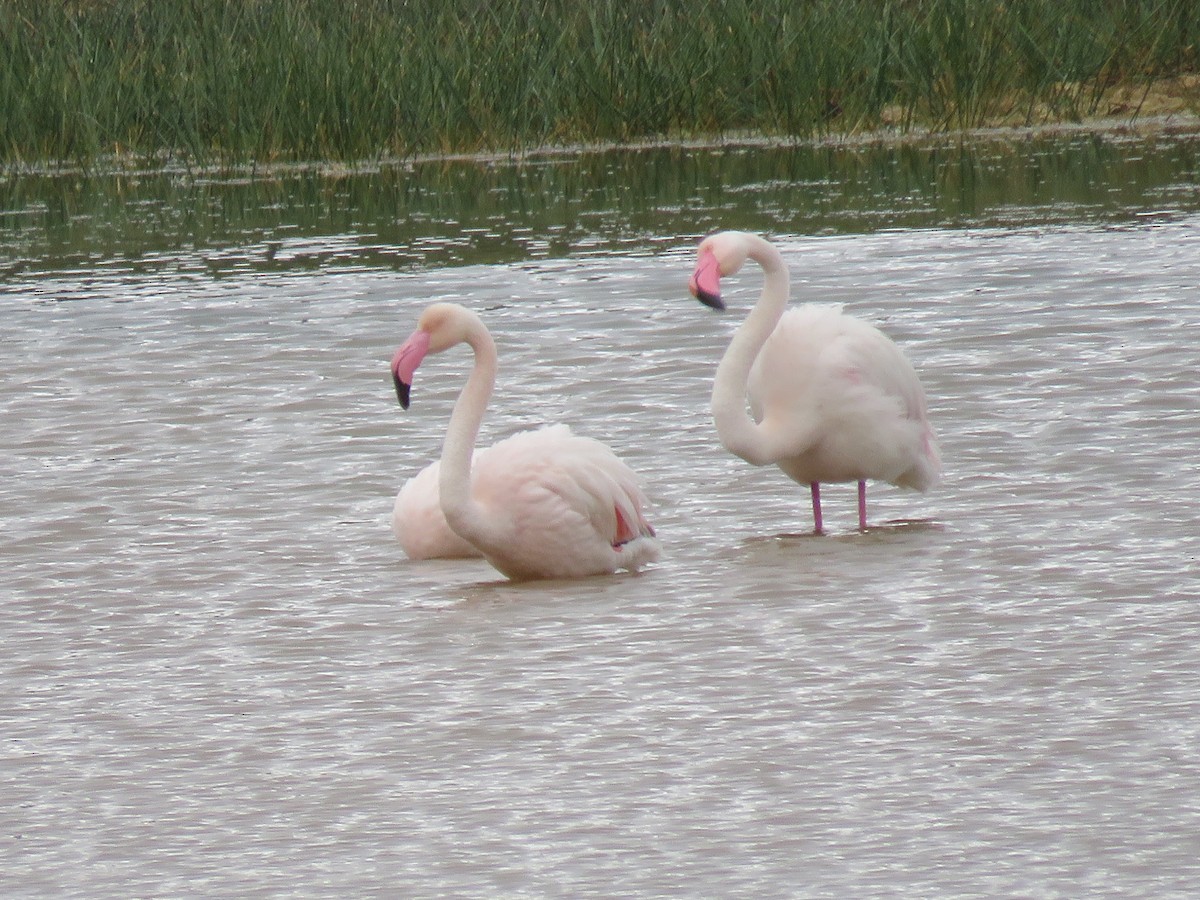 Ягаан нал - ML530484021