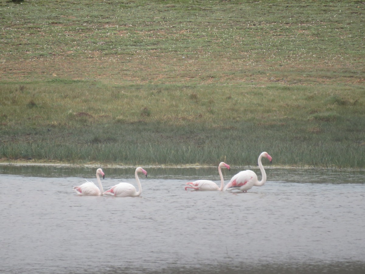 Ягаан нал - ML530484071