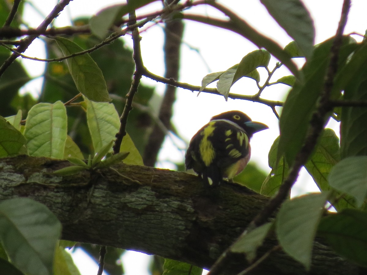 Black-and-yellow Broadbill - ML530484171