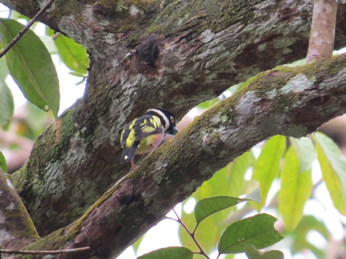 Black-and-yellow Broadbill - Mick Mellor