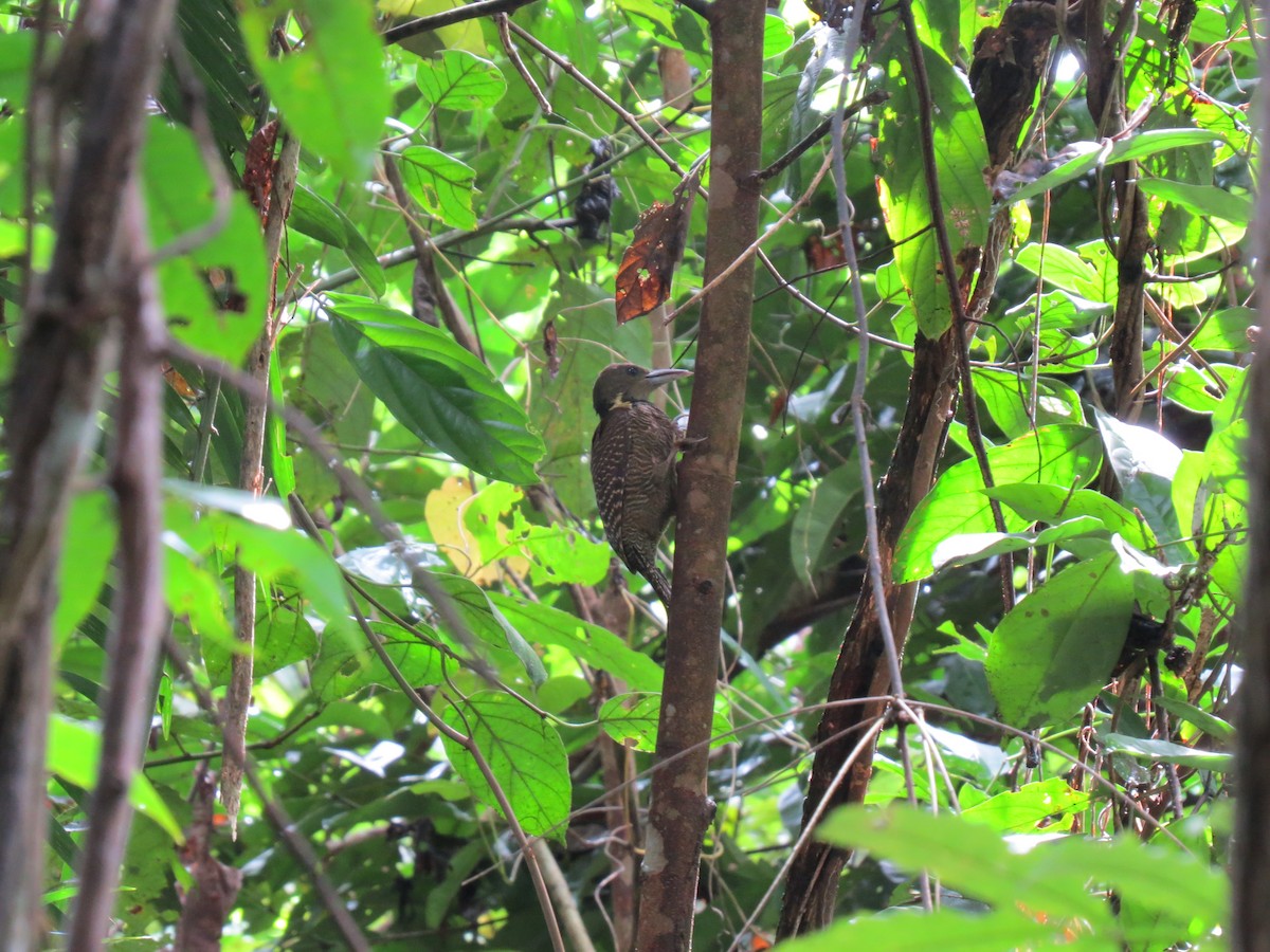 Buff-necked Woodpecker - Mick Mellor