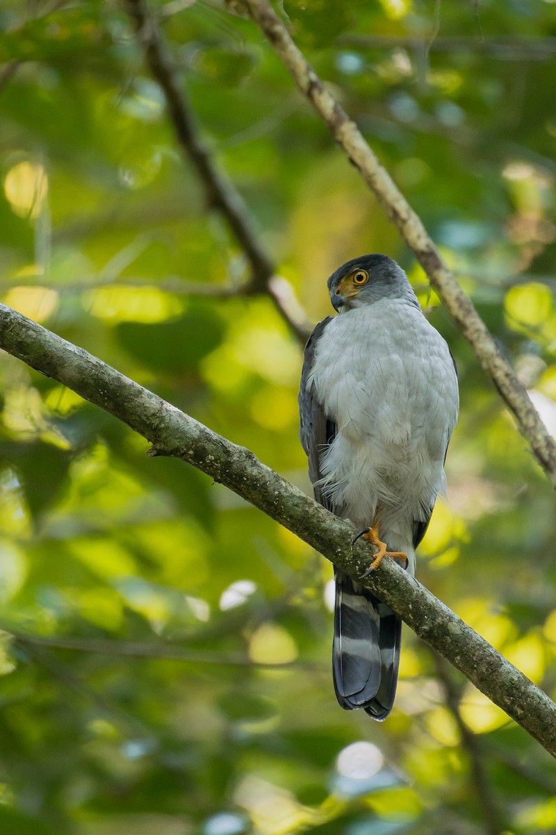 Bicolored Hawk - ML530484441
