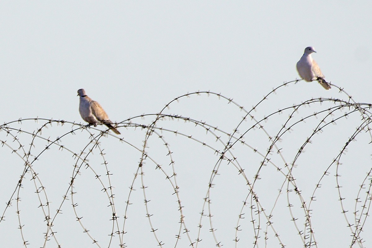 Eurasian Collared-Dove - ML530484471