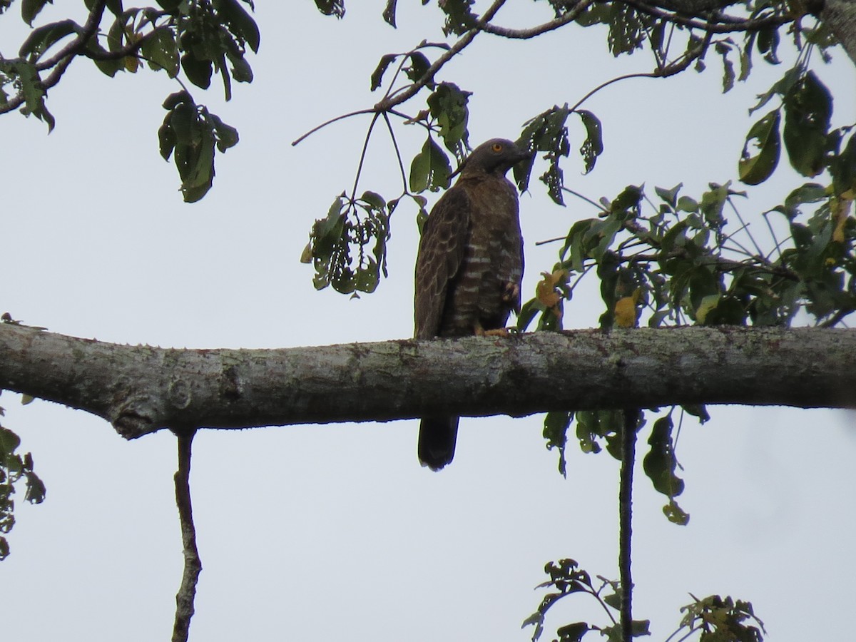 Oriental Honey-buzzard - Mick Mellor