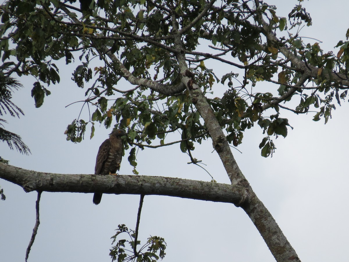 Oriental Honey-buzzard - ML530484531