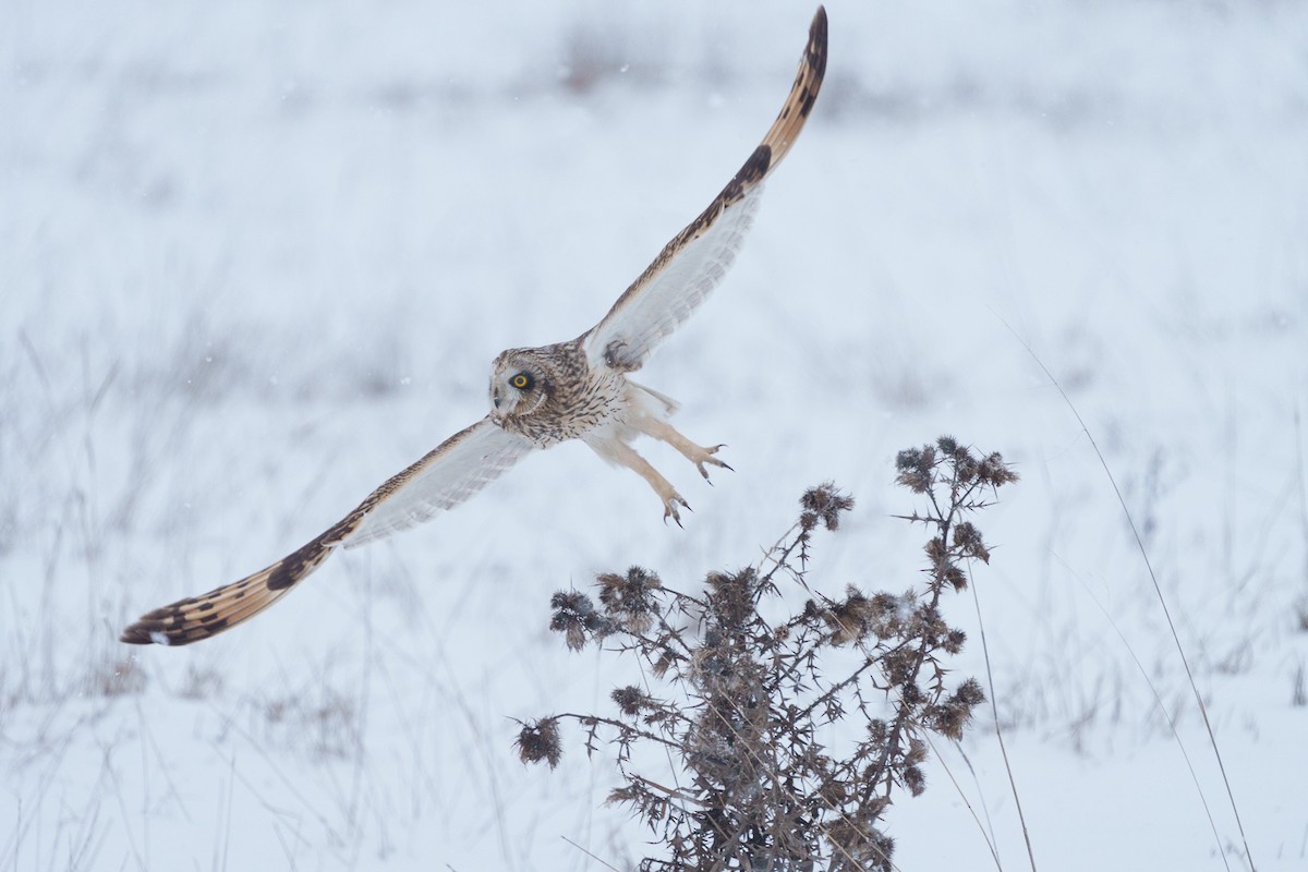 Short-eared Owl - ML530484811