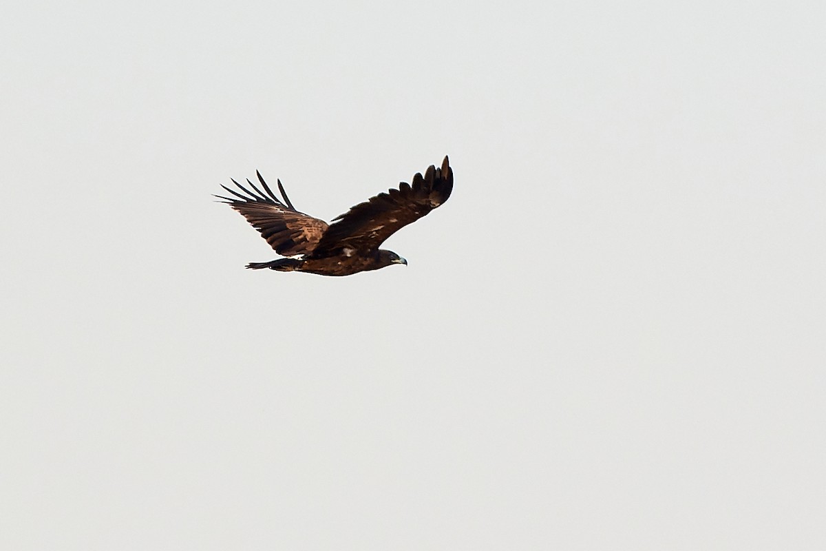 Greater Spotted Eagle - Tomáš Grim