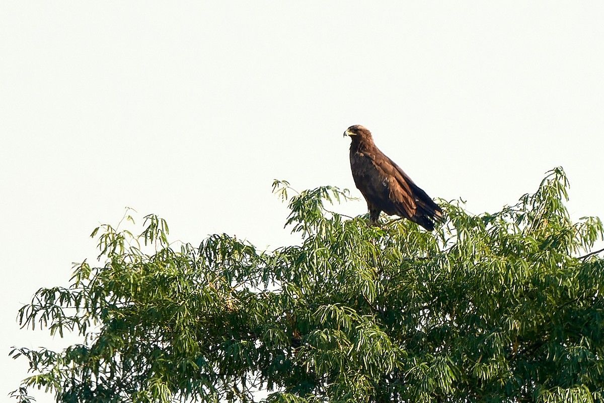 Águila Moteada - ML530485391