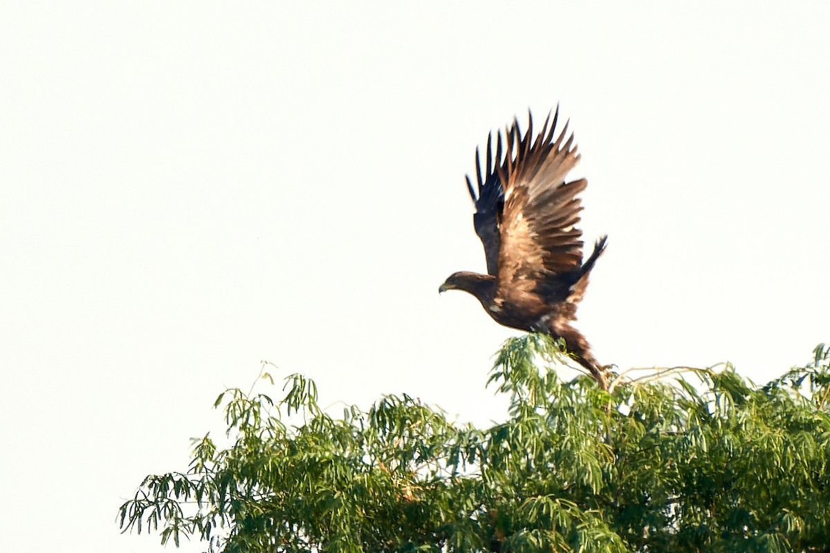 Águila Moteada - ML530485401